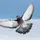 Le pigeon
