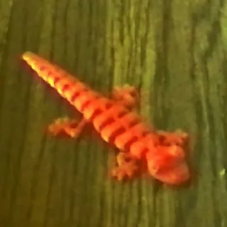 Glizzy_The_Lizard