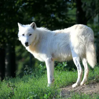 wolf3Dcz