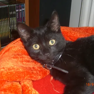 Urri
