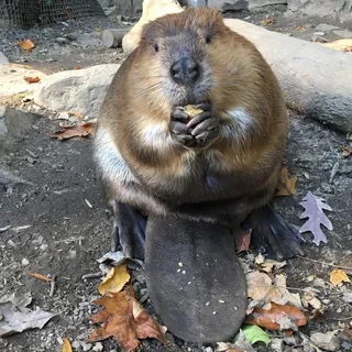 Beaver