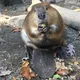 Beaver