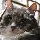 cat dude