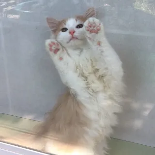 Maestro