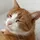 Pie_Cat