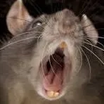 THE REAL RAT