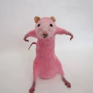Tony the riceball
