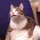 Fat Cat