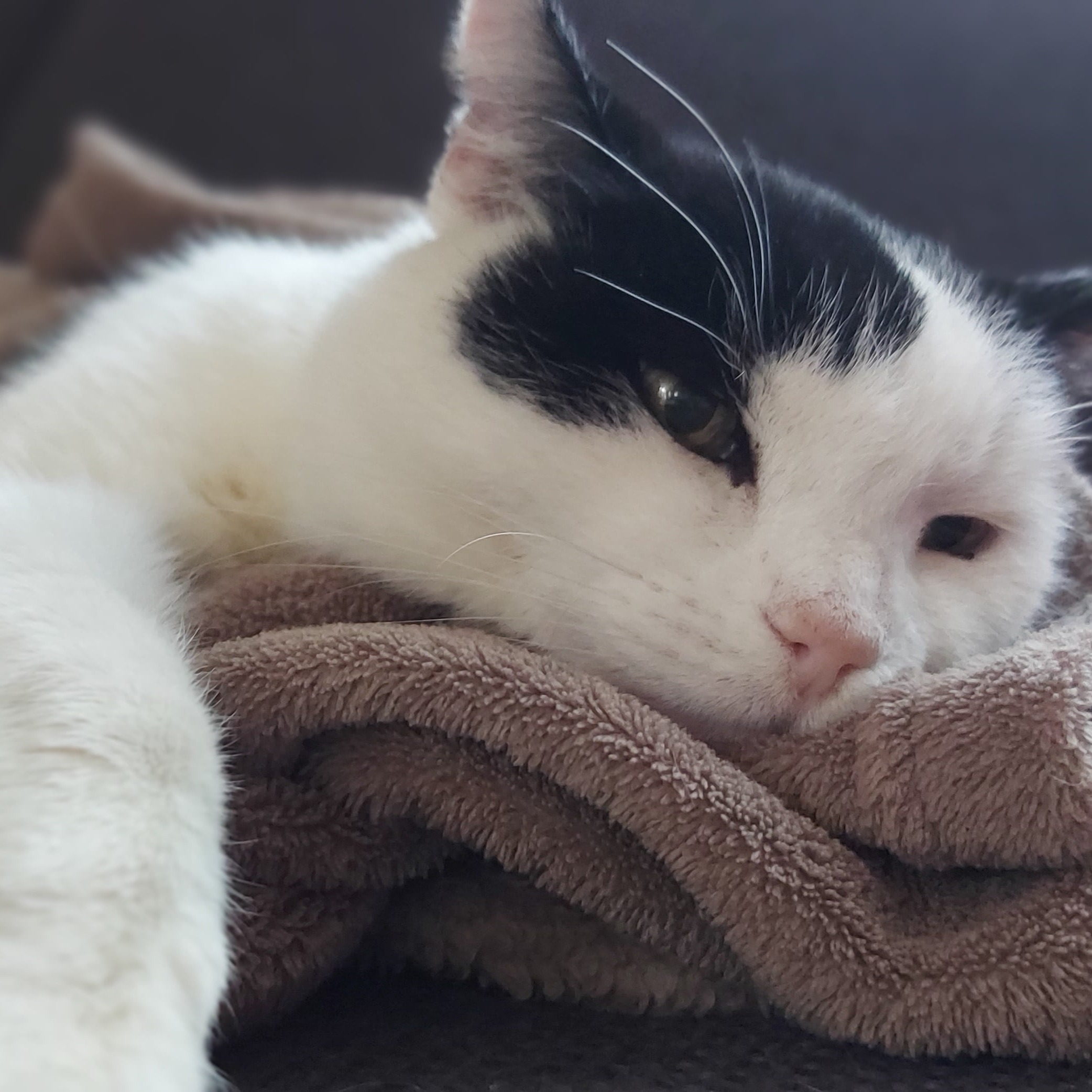 CatBenny