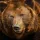 Brown Bear