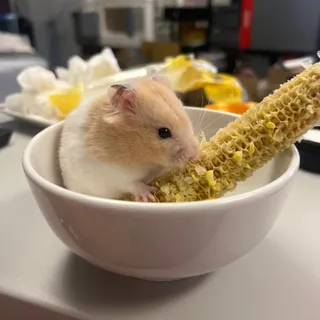 努努