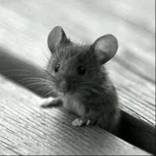 Mouse