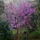 Redbud Designs
