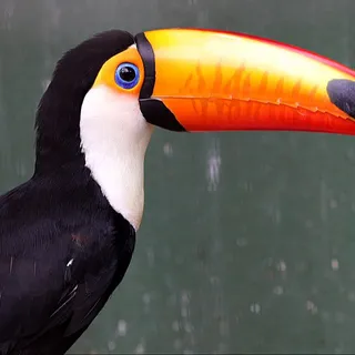 Toucani