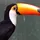 Toucani