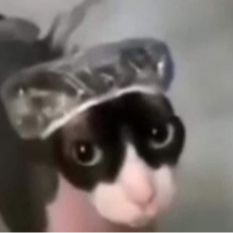 Chinchill