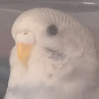 Oxie