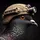 safetypigeon