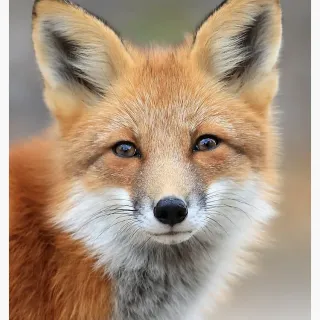 Freenfox