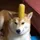 cooldoggy
