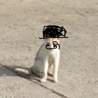 kamo