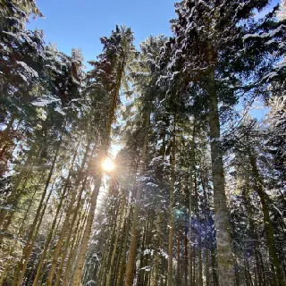 Black Forest