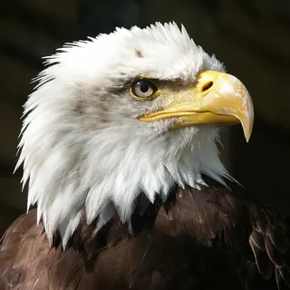 Adam.R