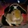guineapirate