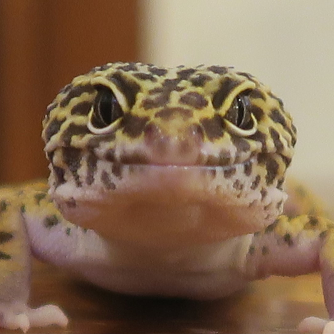 hatchps