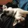 softkitty