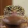 hatchps