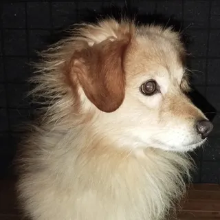 Jurkij