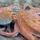 OctopusFan