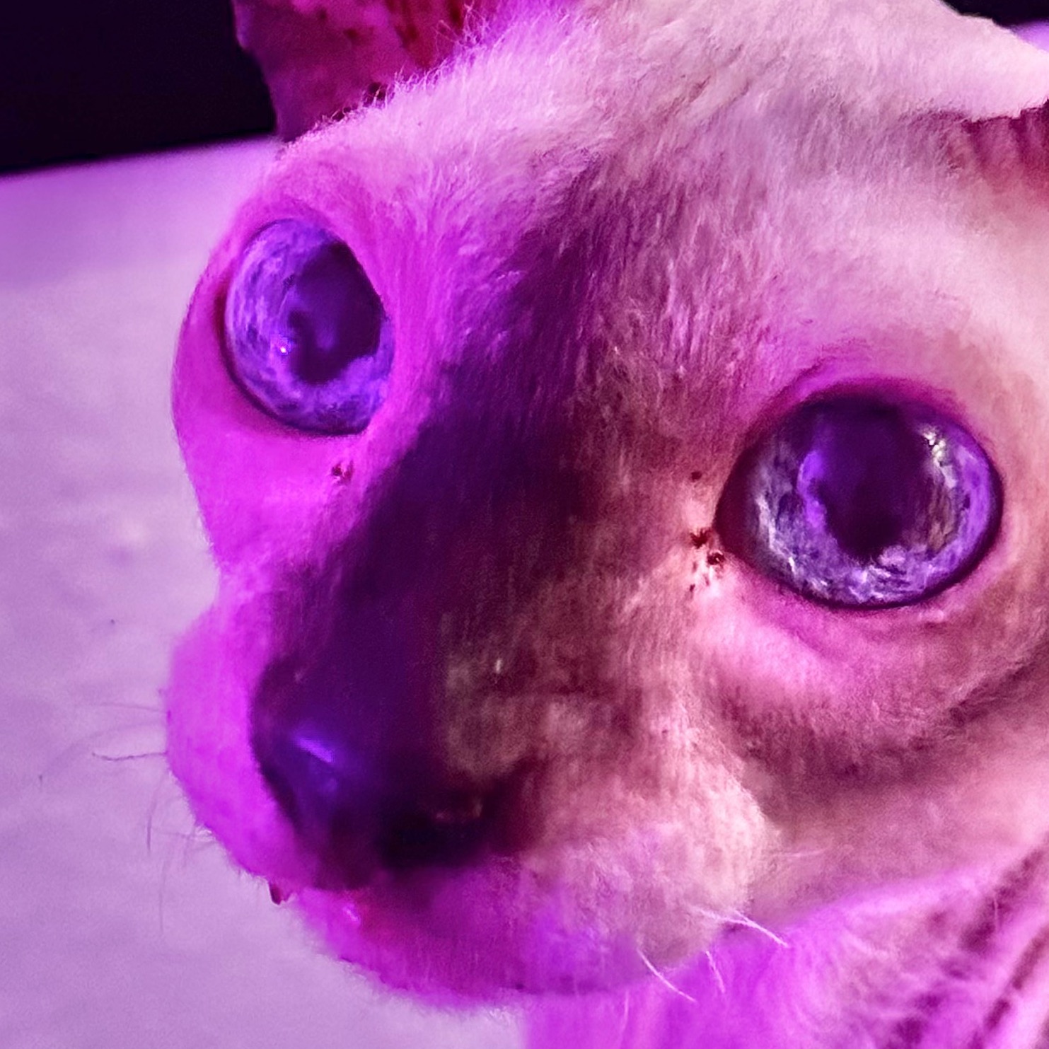 Ilikecatsandfood