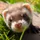 Ferret