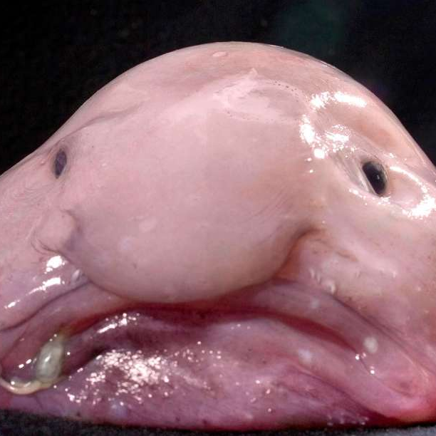Blobfish