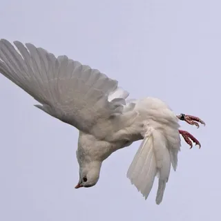 RollingPigeon