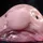 Blobfish