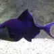 verik
