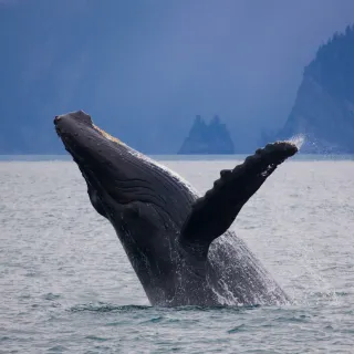 Whale500