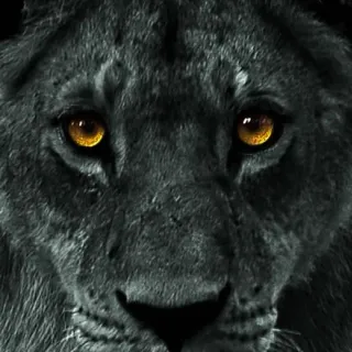 BlackLion