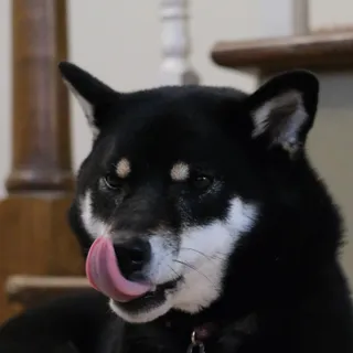 snoot