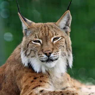 aniero