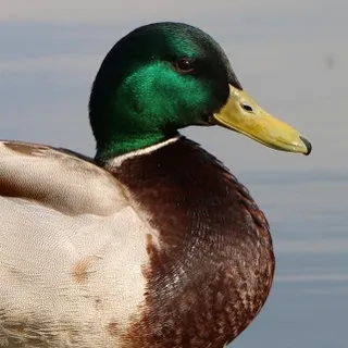 mirandaniel