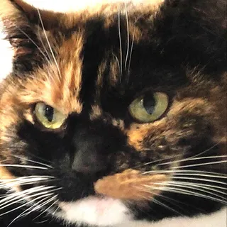 Dan