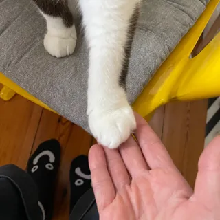 HystericKitten
