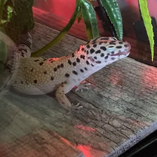 SheldonErica