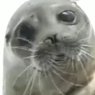 seal on a printer