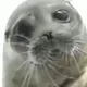 seal on a printer