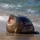 Alex_The_Chonky_Seal